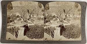 Palestine, Jérusalem, Vieil olivier dans le Jardin de Gethsémani, Vintage albumen print, ca.1870,...