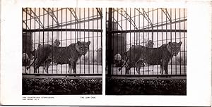 Cage aux lions dans un Zoo, Vintage print, ca.1900, Stéréo