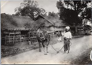Burma, Burmese Village, Child and Ox, vintage silver print, ca.1910