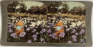 Underwood, Japan, Kabota, Iris garden, stereo, 1905