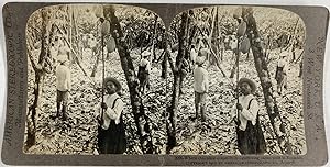 Equateur, Récolte du Cacao, Vintage print, ca.1900, Stéréo