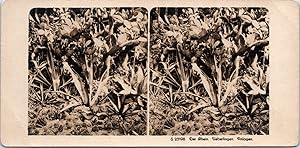 Cactus, Vintage print, ca.1900, Stéréo