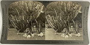 Keystone, Java, Buitenzorg, stereo, Mammoth Cereus Plant, ca.1900