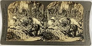 Keystone, Philippines, Pagsanjan, stereo, Husking Coconuts, ca.1900