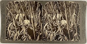 Underwood, Mexico, Vega, stereo, Women in a Sugar-Cane Plantation, 1901
