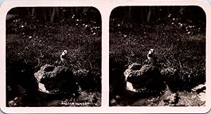 Moineau franc (oiseau) sur une pierre, Vintage print, ca.1910, Stéréo