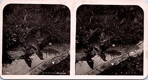 Bec-croisé (oiseau) au bain, Vintage print, ca.1910, Stéréo