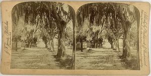 Jarvis, USA, Florida, Entrance of St. Augustine, stereo, ca.1900