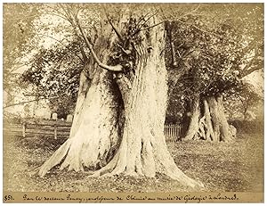 Etude d'arbre, Dr Percy 1850 salt print