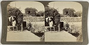 Underwood, Palestine, Houses at Caesares Philippi, stereo, 1900
