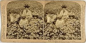 Strohmeyer & Wyman, Genre Scene, In the Daisy Field, stereo, 1897