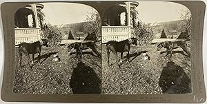 Chiens observant un chat, Vintage print, ca.1900, Stéréo