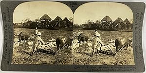 Keystone, Philippines, Manila, stereo, Filipino "Tractors", ca.1900