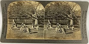 Keystone, Australia, Adelaide, stereo, Kangaroos in the Zoological Garden, ca.1900