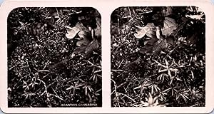 Linotte (oiseau) nourrissant ses petits, Vintage print, ca.1910, Stéréo