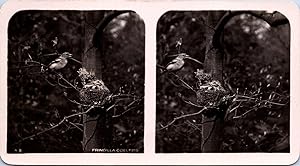 Pinson (oiseau) nourrissant ses petits, Vintage print, ca.1910, Stéréo
