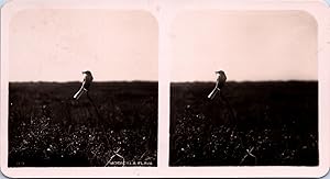 Nid de Bergeronnette printanière sur une branche (oiseau), Vintage print, ca.1910, Stéréo