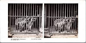 Hyènes dans un Zoo, Vintage print, ca.1900, Stéréo