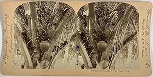 Keystone, USA, Florida, Lake Worth, stereo, Coconut Tree, ca.1900