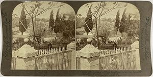 William H. Rau, Palestine, Jerusalem, Garden of Gethsemane, stereo, 1908