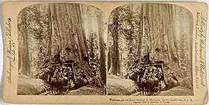 Strohmeyer & Wyman, USA, California, Mariposa Grove, Wawona, stereo, 1894
