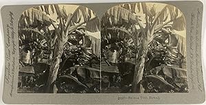 Hawaii, Banaier, Vintage print, ca.1900, Stéréo