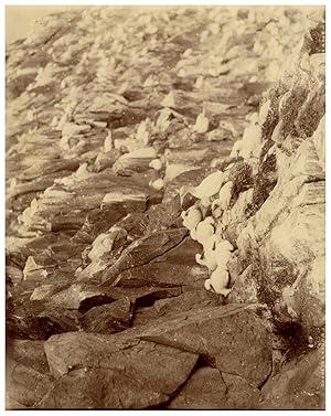 Scotland, Bass Rock, Cannets and Young, Photo. W.G.