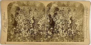 Jarvis, USA, Louisiana, Away Down Among the Cotton, stereo, 1892