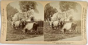 Strohmeyer & Wyman, Jamaica, A Pair of East Indian Bulls, stereo, 1900