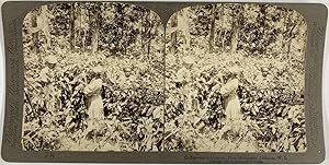 Jamaïque, Blue Mountains, Caféier en fleurs, Vintage albumen print, ca.1890, Stéréo