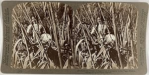Mexique, Plantation de sucre sur la Vega, Vintage albumen print, ca.1885, Stéréo