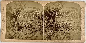 Cuba, La Havane, Plantation de tabac, Vintage print, circa 1890, Stéréo