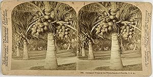 Underwood, USA, Florida, Cocoanut Trees, stereo, ca.1900