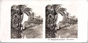 Egypte, Le Caire, Palmeraie, Vintage print, ca.1900, Stéréo