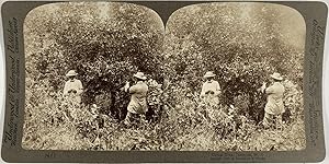 Jamaïque, un Citronnier, Vintage albumen print, ca.1890, Stéréo