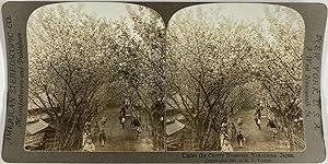 Japon, Yokohama, Rue sous les Cerisiers fleuris, Vintage albumen print, ca.1890, Stéréo