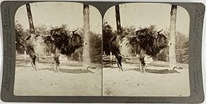 Underwood, Male Zebu, stereo, 1902