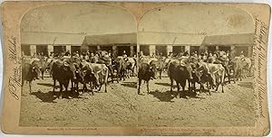 Jarvis, Mexico, Guadalajara, Mexican Cattle, stereo, 1892