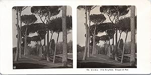 Italie, Rome, Les Pins à la Villa Borghese, Vintage print, ca.1900, Stéréo