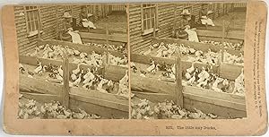 USA, Femmes dans un élevage de canards, Vintage albumen print, ca.1880, Stéréo