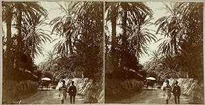 Afrique du Nord, palmeraie, Vintage print, circa 1900, Stéréo