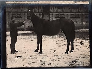 Allemagne, Cheval Allemand, Holsteiner, vintage silver print, ca.1910