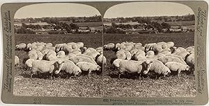 USA, Michigan, Troupeau de moutons médaillés, Vintage print, ca.1900, Stéréo