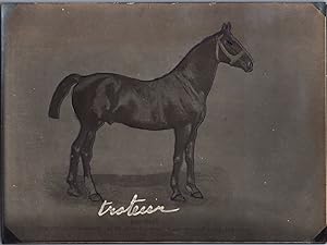 Cheval, Presbourg, Trotteur, vintage silver print, ca.1910