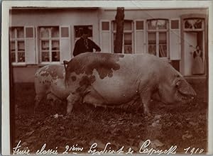 Belgique, Concours Agricole, Truie Classée 2ème, vintage silver print, 1910