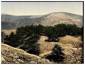 Liban, Vue générale des cèdres du Liban