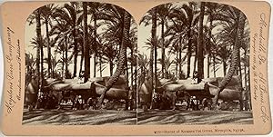 Bild des Verkufers fr Singley, Egypt, Memphis, Statue of Ramses the Great, vintage stereo print, 1899 zum Verkauf von photovintagefrance