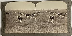 Pays Bas, env. Amsterdam, Champ de vaches et moulins, Vintage print, ca.1900, Stéréo