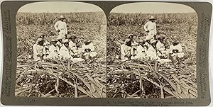 Cuba, San Luis, Ouvriers de la Plantation de sucre "La Union", Vintage albumen print, ca.1890, St...