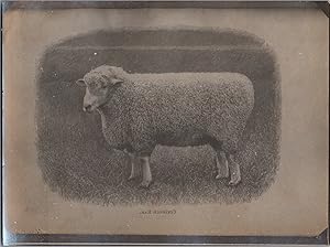 England, Sheep, Costwold, vintage silver print, ca.1910